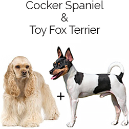 Foxker Dog